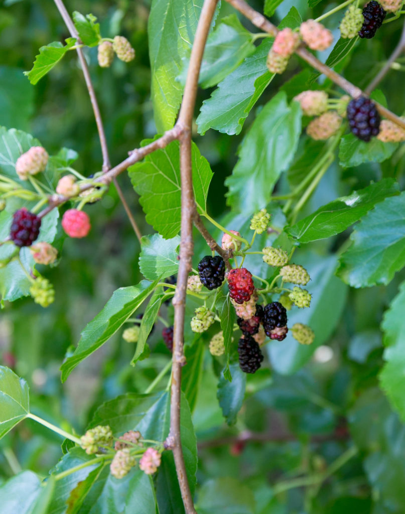 mulberries growing on a tree