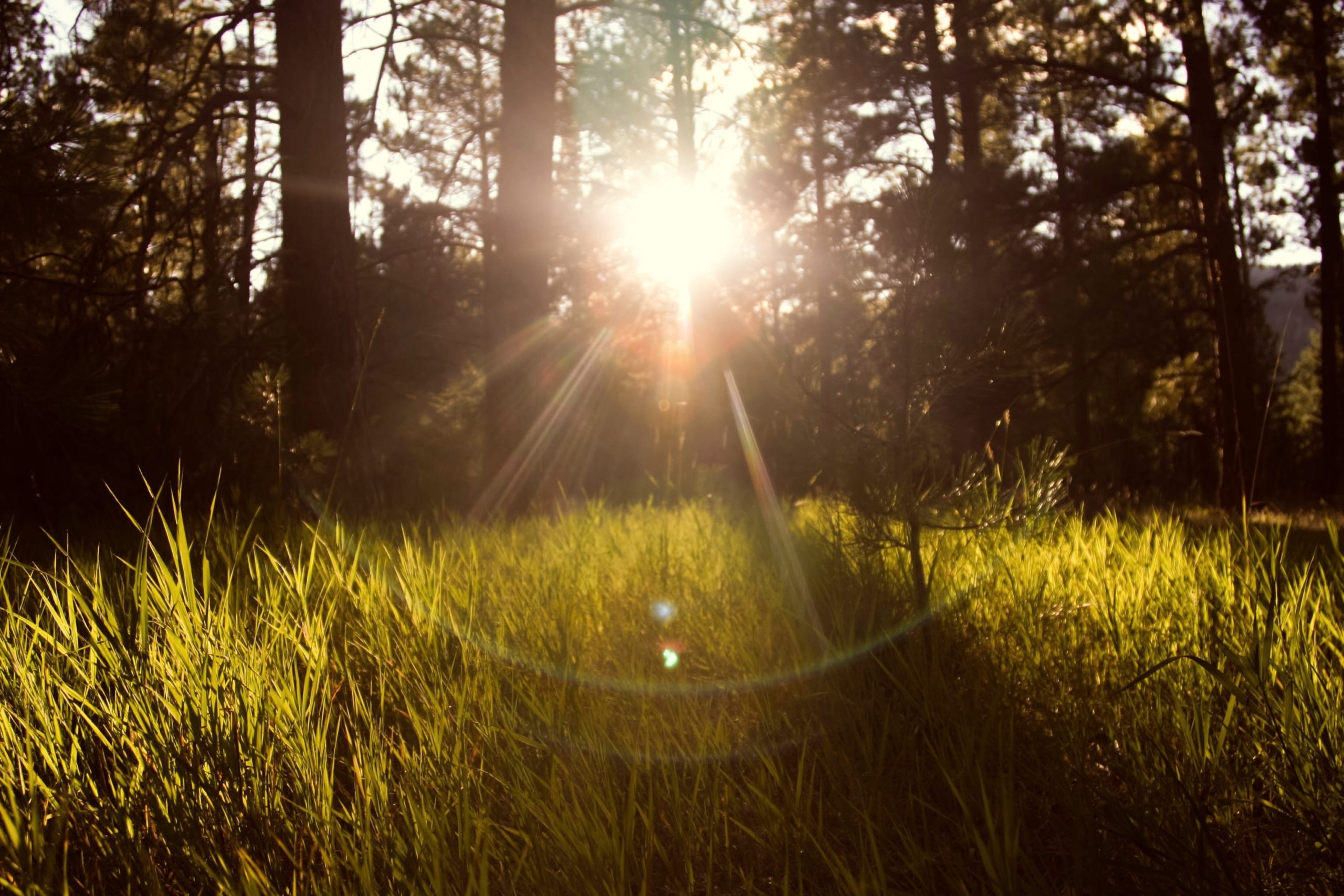 sunshine shining through trees
