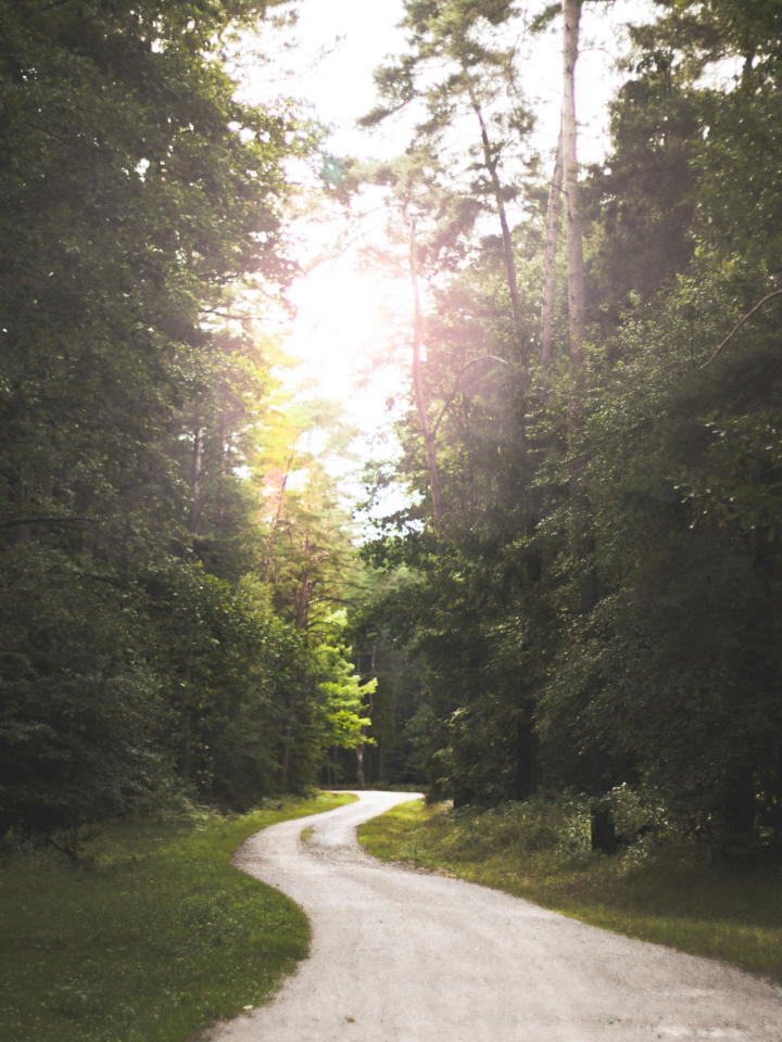 A dirt road in the woods with sunlight coming through thee trees
