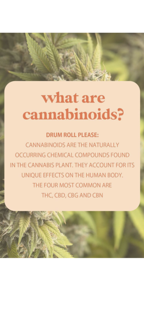 Infographic explaining what a cannabinoid is